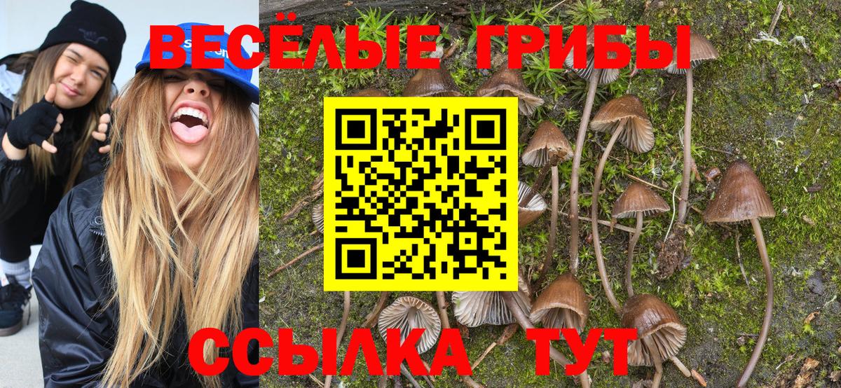 Москва  Псилоцибиновые грибы Psilocybine cubensis  Вход с VPN 